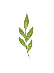 hoja4.jpg